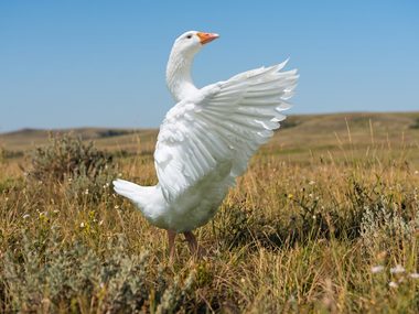 Гусь с расправленными крыльями в степной траве