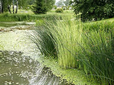 Куртина настоящего камыша с гладкими зелёными стеблями у кромки воды