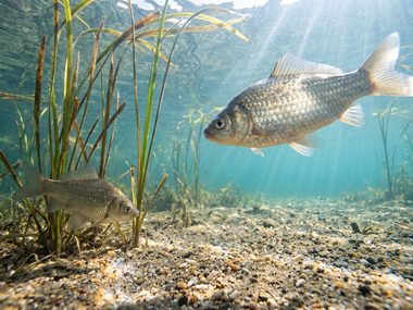 Карась в толще воды среди водной растительности