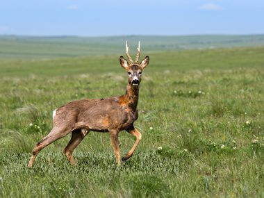 Косуля с небольшими рогами в степи