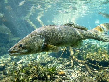 Судак у дна среди камней и водорослей