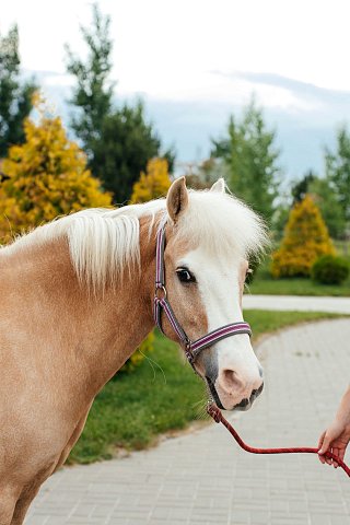 Конный клуб Уткино — Уткино Country House